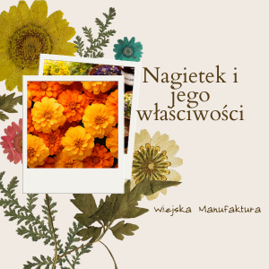 Nagietek i jego właściwości